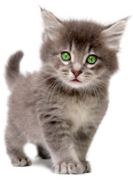 A cute, fuzzy, little kitten